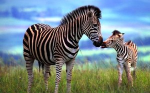 Zebra-baby-giving-mom-a-kiss